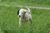 SETTER ANGLAIS 285